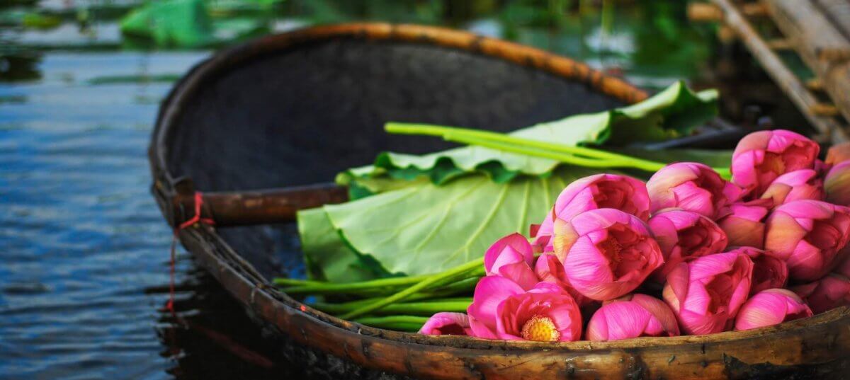 Lotus flower has been regarded as Vietnam's national flower