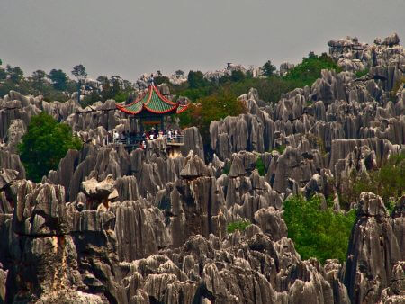 Stone- Forest