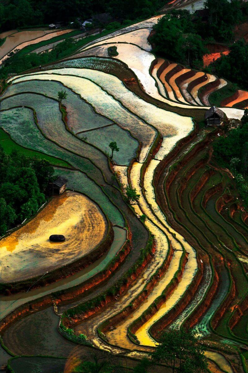 Vietnam Rice Field