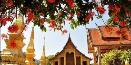 Asoka flower in Laos