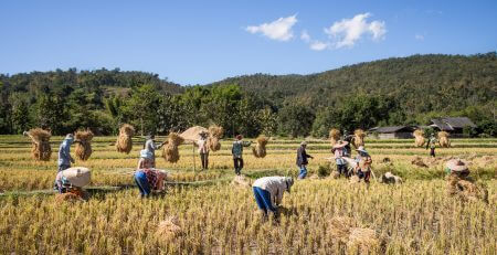 Thailand-Chieng Mai- rice farm