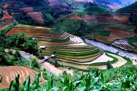 Hagiang Rice field
