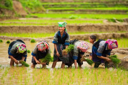 Vietnam rice planting