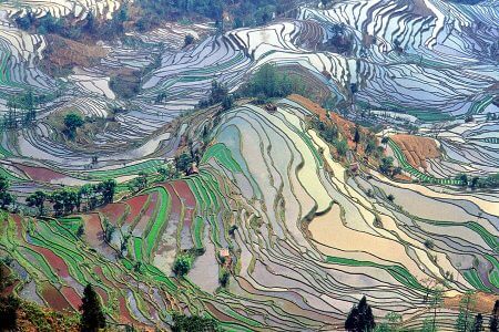 Scenic rice field in Yunnan