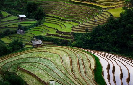 vietnam-scenic-rice-field