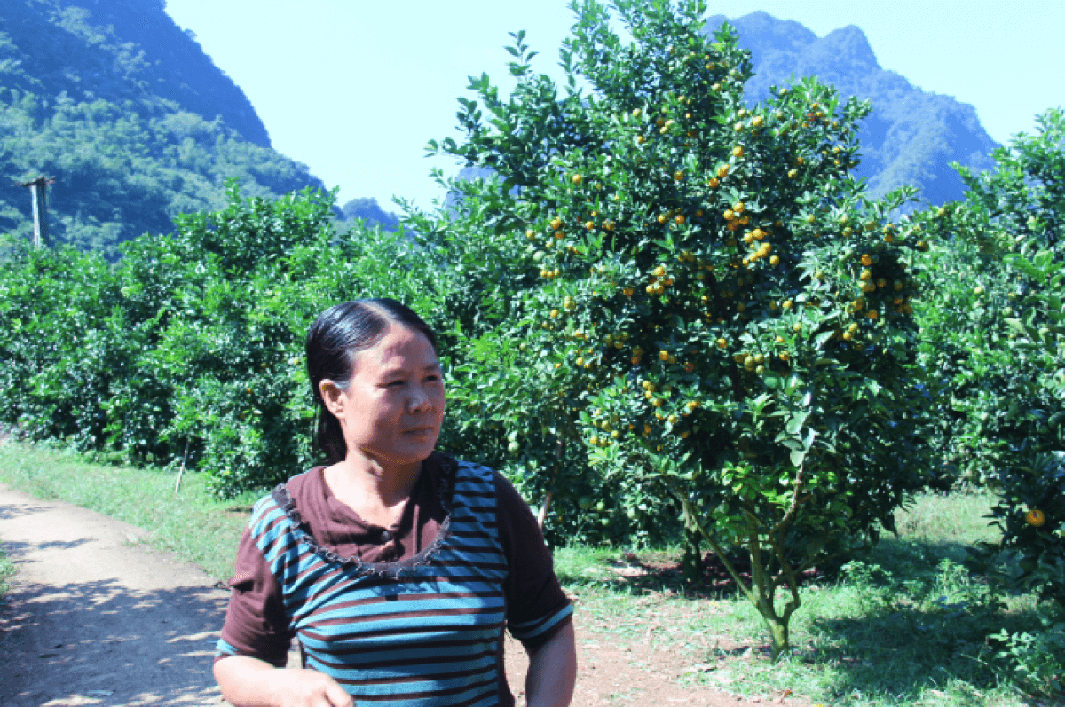 A orange garden in Thung Nai, Hoa Binh